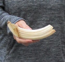 8 inch Curved Hippo Tusk .50 pounds $70.00 (CITES #300162) 