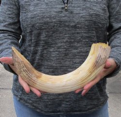 19 inch Curved Hippo Tusk 1.75 pound $275 (CITES #300162) 