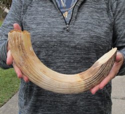 19 inch Curved Hippo Tusk 1.85 pound $290 (CITES #300162) 