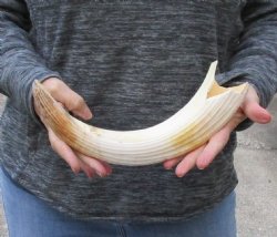 14 inch Curved Hippo Tusk 1 pound $160 (CITES #300162) 