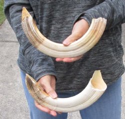 2 pc lot of 14 to 15 inch Hippo Tusks $375.00 (CITES #300162) 