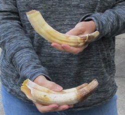 2 pc lot of 8 to 9 inch Hippo Tusks $220.00 (CITES #300162) 