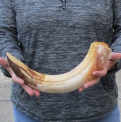 17 inch Curved Hippo Tusk 1.50 pound $225 (CITES #300162) 