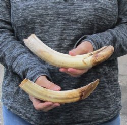 2 pc lot of 10 to 12 inch Hippo Tusks $250.00 (CITES #300162) 