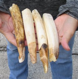 4 pc lot of 7 to 8 inch Hippo Tusks $200.00 (CITES #300162) 