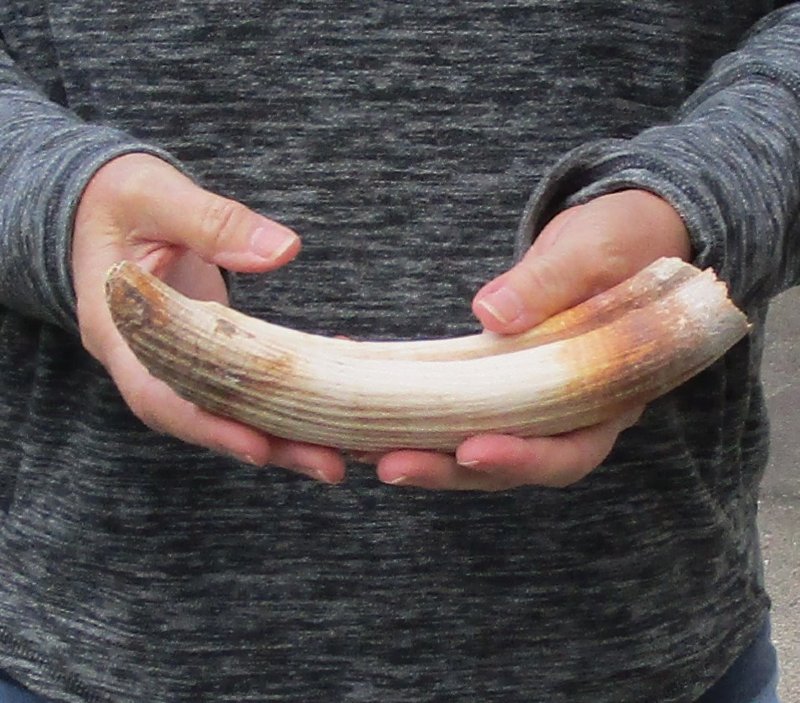 Hippo Tusk