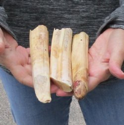 3 pc lot of 6 to 7 inch Hippo Tusks $160.00 (CITES #300162) 