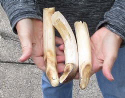 3 pc lot of 7 to 9 inch Hippo Tusks $175.00 (CITES #300162) 