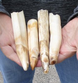 4 pc lot of 5 to 6 inch Hippo Tusks $145.00 (CITES #300162) 