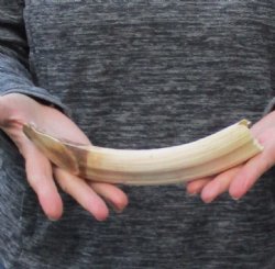 9 inch Curved Hippo Tusk .70 pounds $100 (CITES #300162) 