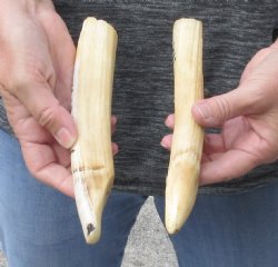 2 pc lot of 7 to 8 inch Hippo Tusk - $150 (CITES #300162)