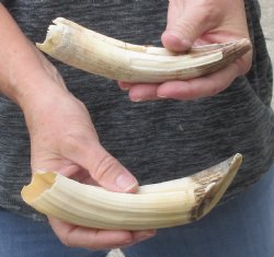 2 pc lot of 6 to 7 inch Hippo Tusk - $100 (CITES #300162)
