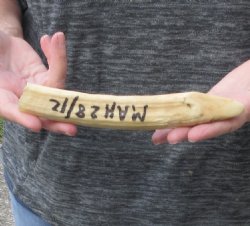 8-inch Semi-Curved Hippo Tusk - $80 (CITES #300162) 