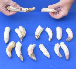 15 pc lot of 3 to 5 inch Hippo Tusk - $160 (CITES #300162)