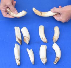 10 pc lot of 3 to 6 inch Hippo Tusk - $200 (CITES #300162)