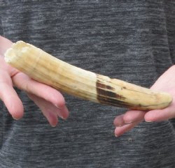 8-inch Semi-Curved Hippo Tusk - $100 (CITES #300162) 