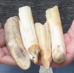 4 pc lot of 5 to 8 inch Hippo Tusk - $130 (CITES #300162)