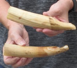 2 pc lot of 7 to 8 inch Hippo Tusk - $140 (CITES #300162)
