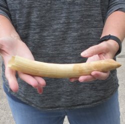 10-inch Semi-Curved Hippo Tusk - $115 (CITES #300162) 
