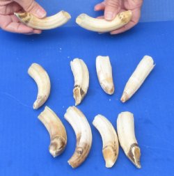 10 pc lot of 3 to 4 inch Hippo Tusk - $170 (CITES #300162)