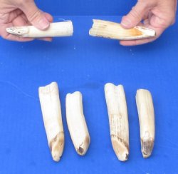 6 pc lot of 4 to 6 inch Hippo Tusk - $160 (CITES #300162)