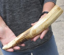 13-inch Semi-Curved Hippo Tusk - $200 (CITES #300162) 