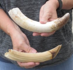 2 pc lot of 9 to 10 inch Hippo Tusk - $185 (CITES #300162)
