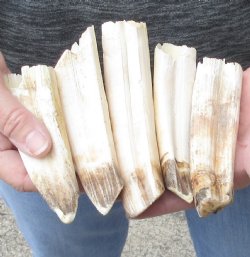 5 pc lot of 5 to 7 inch Hippo Tusk - $170 (CITES #300162)