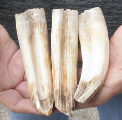 3 piece lot 7 to 8 inch Hippo Tusks .95 pounds. - $130.00 (CITES #300162)   