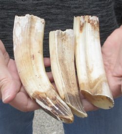 3 piece lot 7 to 9 inch Hippo Tusks 1.25 pound - $175 (CITES #300162)   