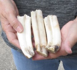 3 piece lot 6 to 7 inch Hippo Tusks 1 pound - $140 (CITES #300162)   