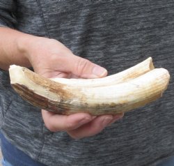 8-inch Semi-Curved Hippo Tusk - $125 (CITES #300162) 