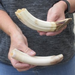 2 pc lot of 7 to 8 inch Hippo Tusk - $130 (CITES #300162)