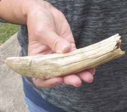 7-inch Semi-Curved Hippo Tusk - $80 (CITES #300162) 