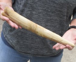 14-inch Semi-Curved Hippo Tusk - $200 (CITES #300162) 