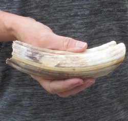 7-inch Semi-Curved Hippo Tusk - $100 (CITES #300162) 