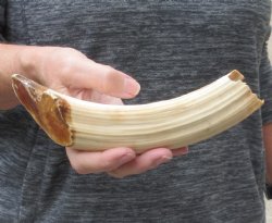9-inch Semi-Curved Hippo Tusk - $130 (CITES #300162) 