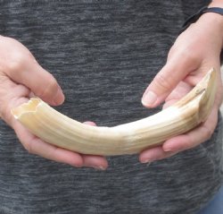 9-inch Semi-Curved Hippo Tusk - $85 (CITES #300162) 