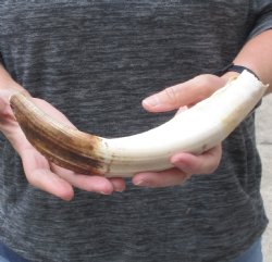 11-inch Semi-Curved Hippo Tusk - $140 (CITES #300162) 