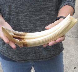 14-inch Semi-Curved Hippo Tusk - $255 (CITES #300162) 