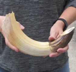 13-inch Semi-Curved Hippo Tusk - $190 (CITES #300162) 