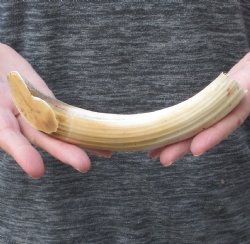 9-inch Semi-Curved Hippo Tusk - $70 (CITES #300162) 
