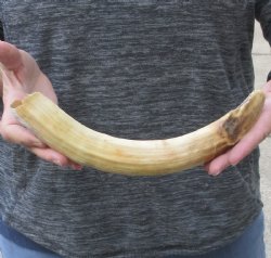 13-inch Semi-Curved Hippo Tusk - $155 (CITES #300162) 