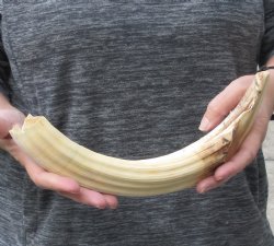 14-inch Semi-Curved Hippo Tusk - $205 (CITES #300162) 