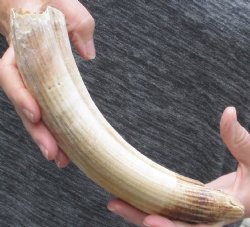 11-inch Semi-Curved Hippo Tusk - $170 (CITES #300162) 