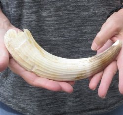 10-inch Semi-Curved Hippo Tusk - $60 (CITES #300162) 