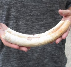 10-inch Semi-Curved Hippo Tusk - $130 (CITES #300162) 