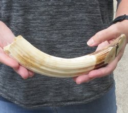 11-inch Semi-Curved Hippo Tusk - $130 (CITES #300162) 