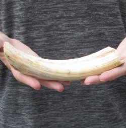9-inch Semi-Curved Hippo Tusk - $95 (CITES #300162) 