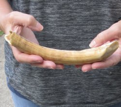 9-inch Semi-Curved Hippo Tusk - $100 (CITES #300162) 